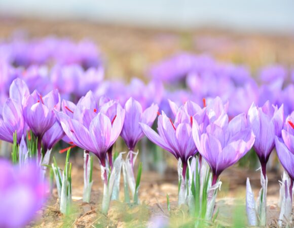 Kashmiri Saffron