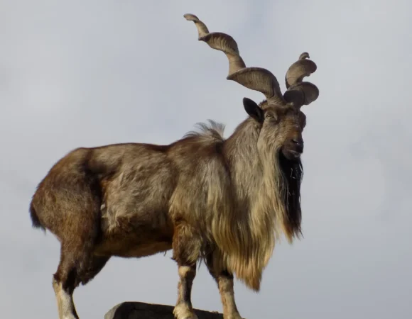 Wildlife in Kashmir