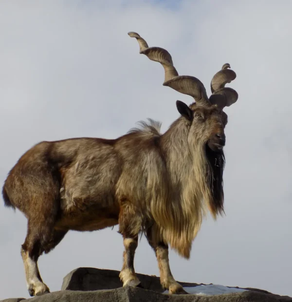 Wildlife in Kashmir